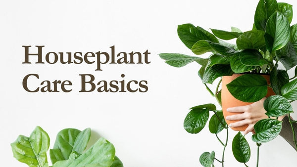 Houseplant Care Basics - Indoor Farmer