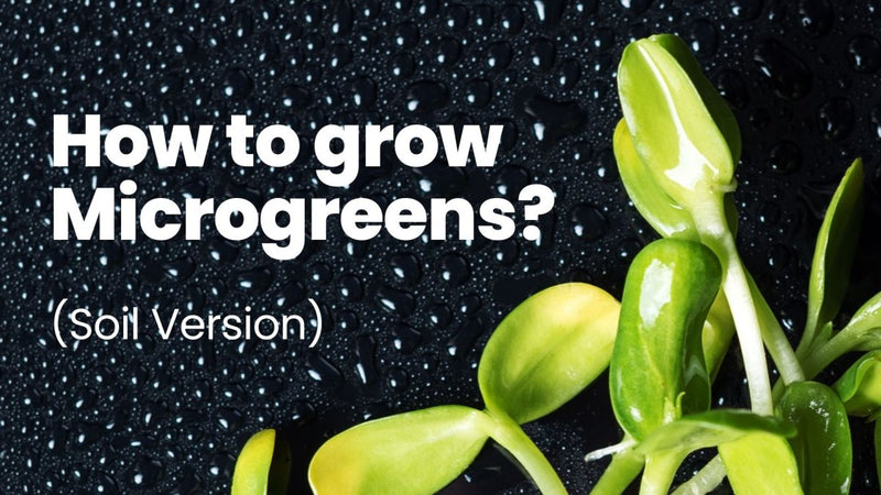 How To Grow Microgreens (Soil Method) - Indoor Farmer