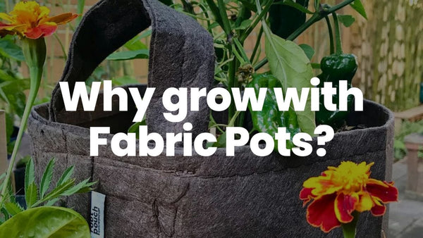Why grow with fabric pots? - Indoor Farmer