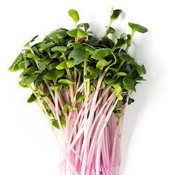 Microgreens & Sprouting Seeds | Indoor Farmer