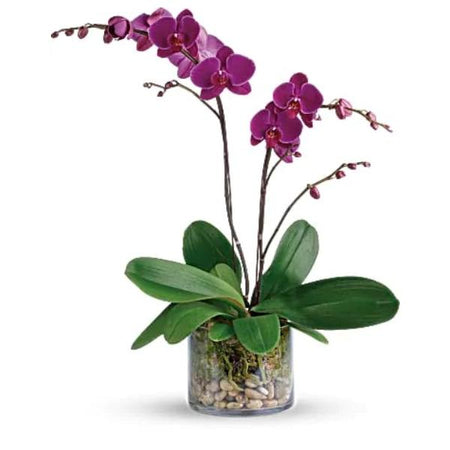 Orchid Growing | Indoor Farmer