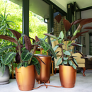 Autopot Khloris Watering System