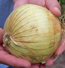 Ailsa Craig Onion Seeds 0.5g (Approx. 137 seeds) - Indoor Farmer