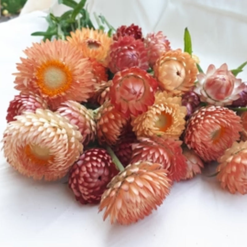 Apricot Mix Strawflower Seeds 65 Seed Packet - Indoor Farmer