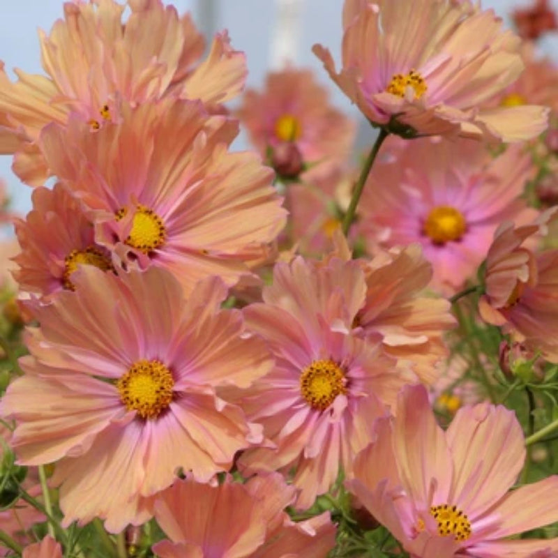 Apricotta Cosmos Seeds 40 Seed Packet - Indoor Farmer