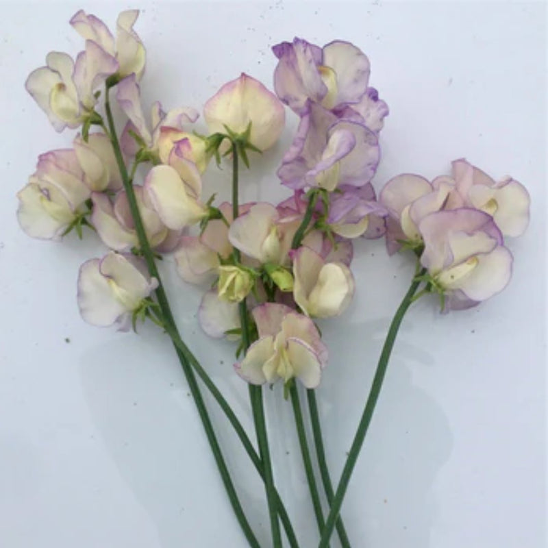 April in Paris Sweet Pea Seeds 150 Seed Packet - Indoor Farmer