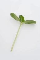 Arugula Microgreens Seeds 25g - Indoor Farmer