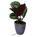 Autopot Khloris Extension Kit Blackberry - Indoor Farmer