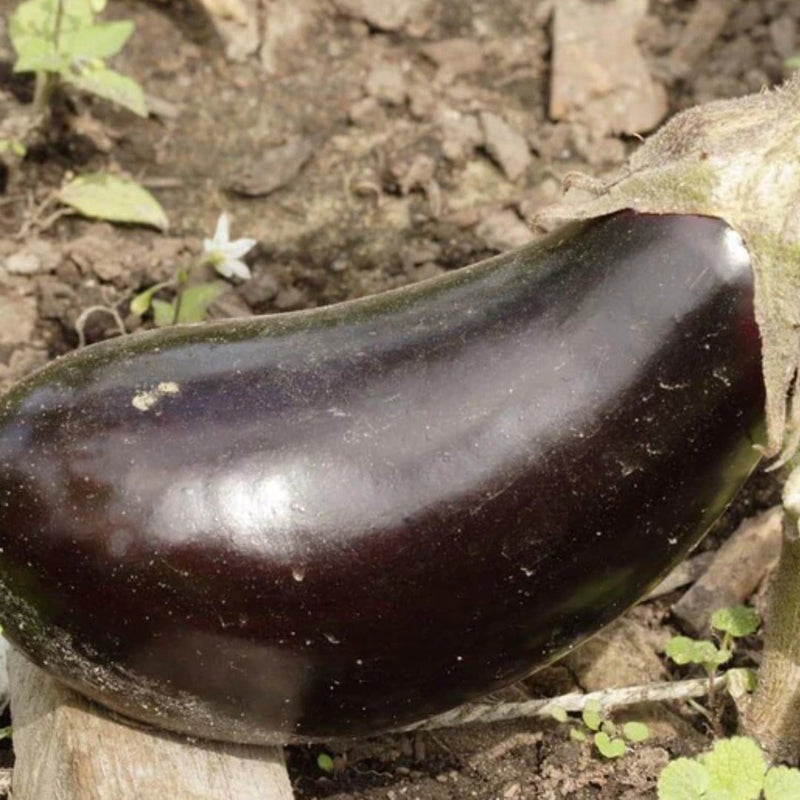 Black Beauty Organic Eggplant Seeds 0.25g (Approx 55 seeds) - Indoor Farmer