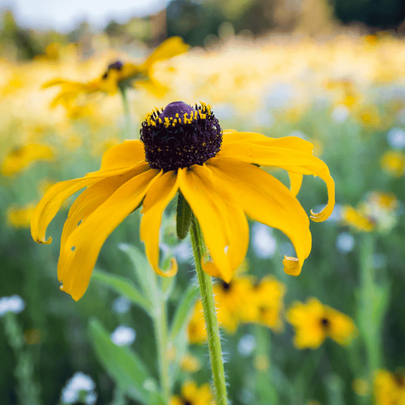 Black - Eyed Susans Seeds Approx. 175 seeds - Indoor Farmer