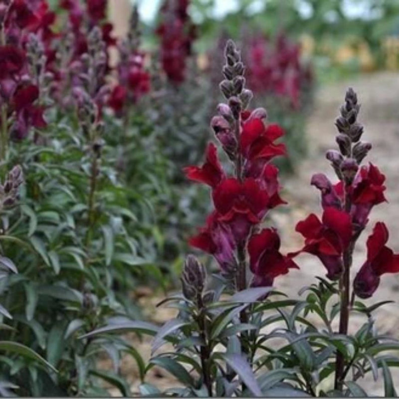 Black Prince Snapdragon Seeds 150 Seed Packet - Indoor Farmer