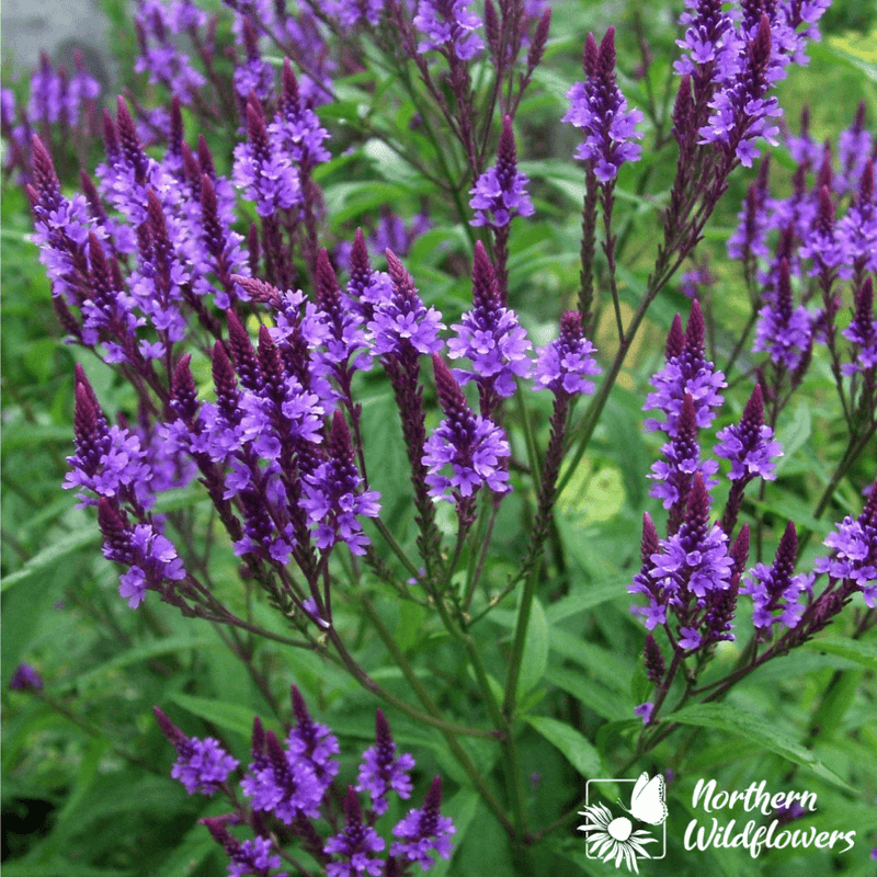 Blue Vervain Seeds Approx. 200 seeds - Indoor Farmer