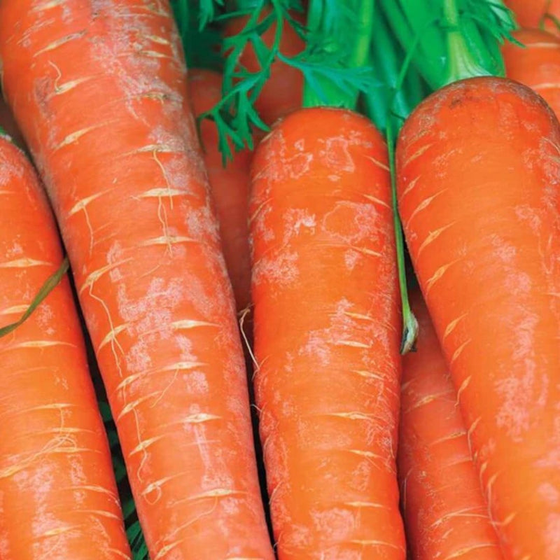 Bolero Carrot Seeds 1g (Approx 270 seeds) - Indoor Farmer