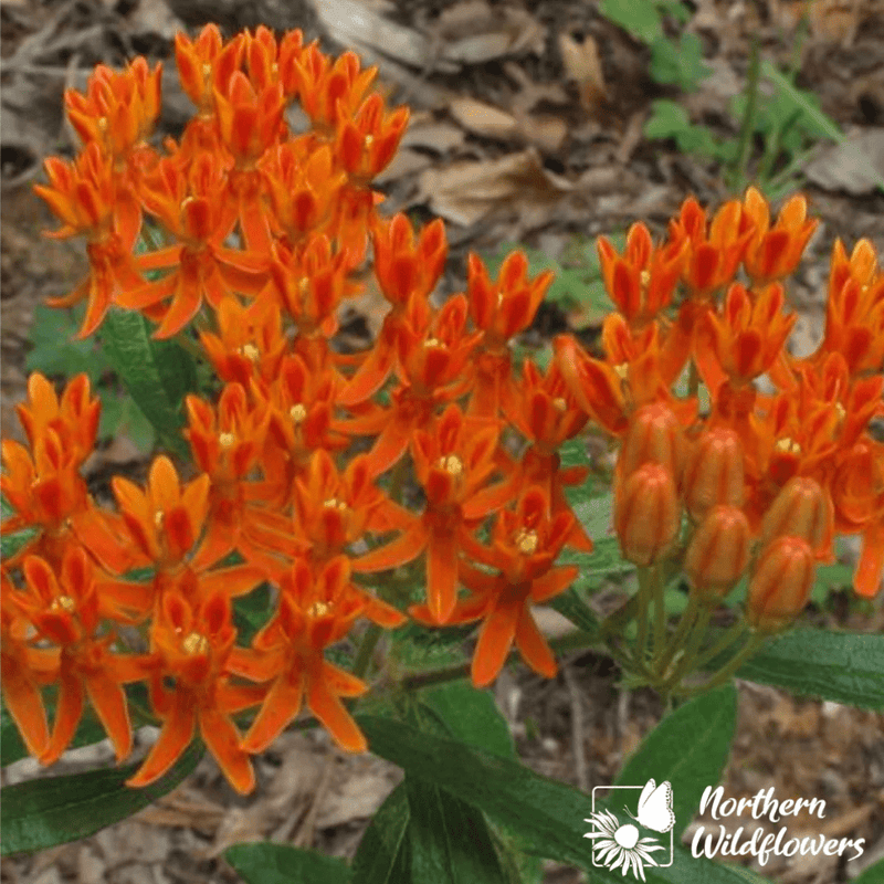 Butterfly Milkweed Seeds Approx. 150 seeds - Indoor Farmer