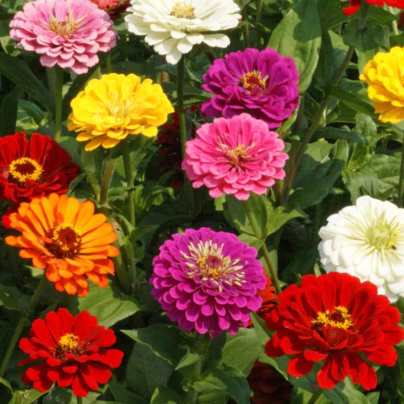 California Giants Mix Zinnia Seeds 1g (Approx. 130 seeds) - Indoor Farmer