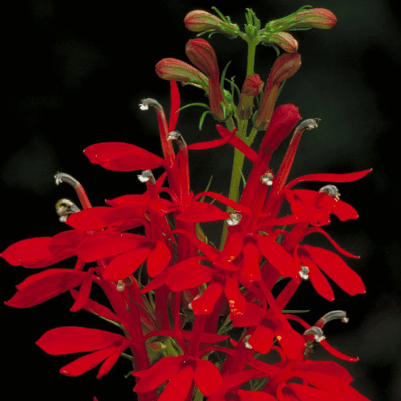 Cardinal Flower Seeds Approx. 200+ seeds - Indoor Farmer