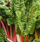 Celebration Swiss Chard Seeds 124 seeds - Indoor Farmer
