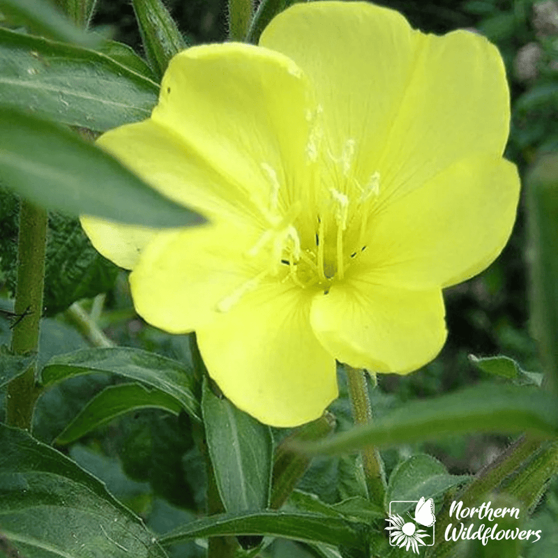 Common Evening Primrose Seeds Approx. 120 seeds - Indoor Farmer