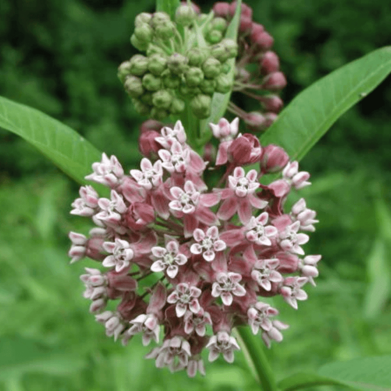 Common Milkweed Seeds Approx. 80 seeds - Indoor Farmer