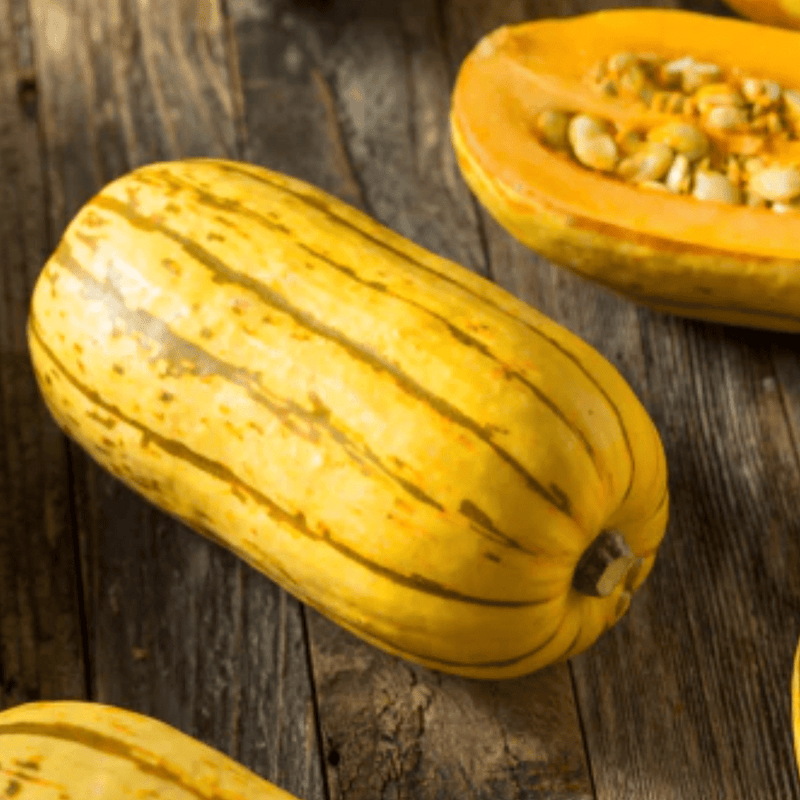 Delicata Squash Seeds Approx. 15 seeds - Indoor Farmer