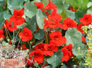 Empress of India Nasturtium Seeds 5g(Approx. 40Seeds) - Indoor Farmer