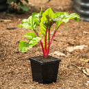 Epic Gardening Potting Up Seed Starting Bundle - Indoor Farmer