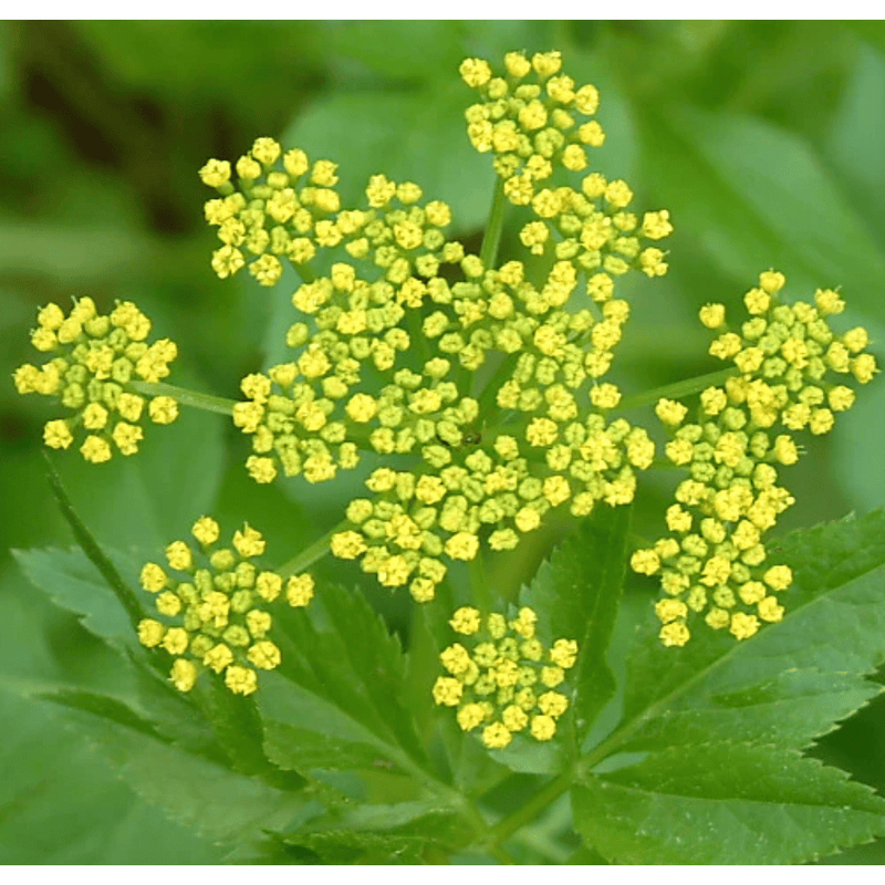 Golden Alexanders Seeds Approx. 80 seeds - Indoor Farmer