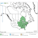 Grey - Headed Coneflower Seeds Approx. 200+ seeds - Indoor Farmer