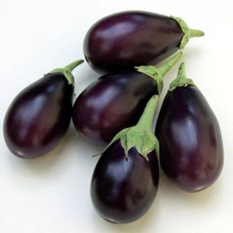 Heart of the North Eggplant Seeds 50 Seed Packet - Indoor Farmer