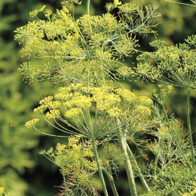 Herbs - Bouquet Dill Seeds 0.5g (Approx. 276 seeds) - Indoor Farmer