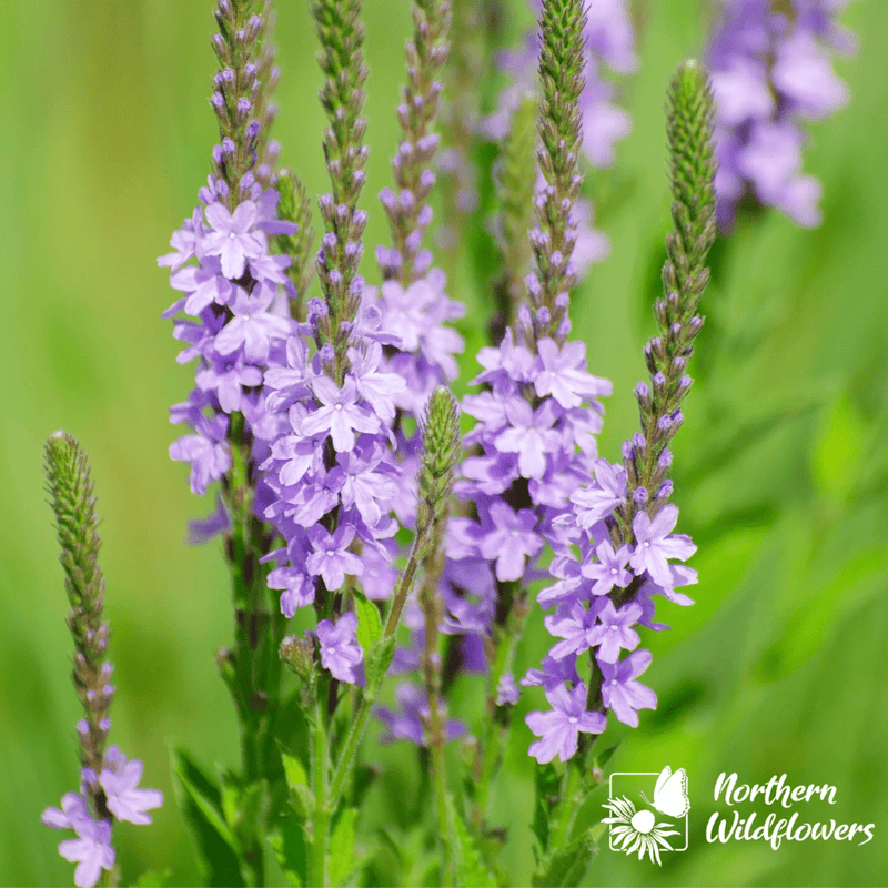 Hoary Vervain Seeds Approx. 100 seeds - Indoor Farmer