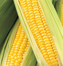Honey Select F1 Corn Seeds 10g (Approx. 40 - 70 seeds) - Indoor Farmer