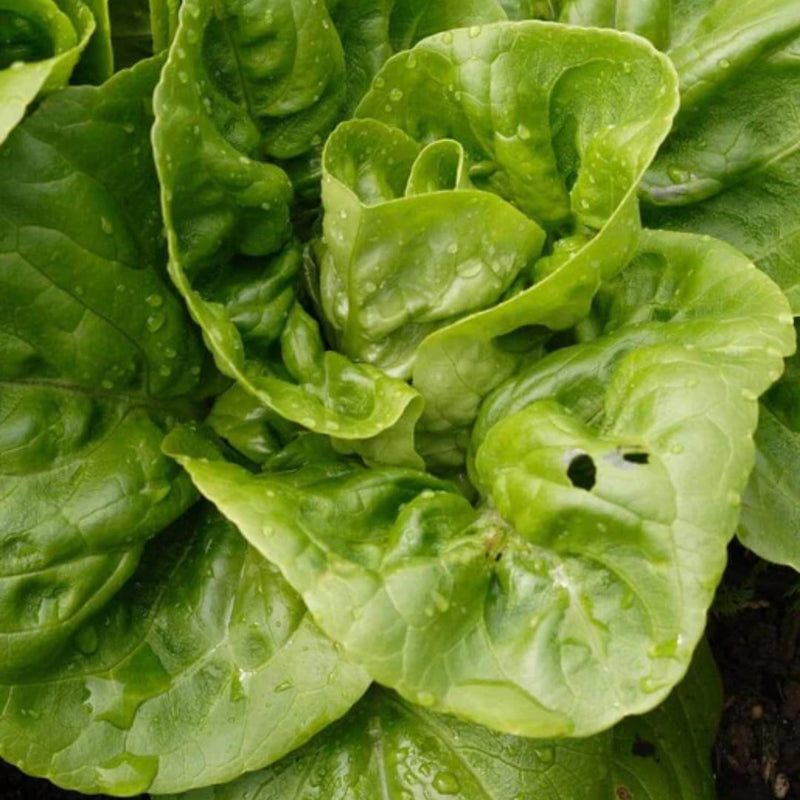 Lettuce - Little Gem Romaine Lettuce Seeds 1g (Approx. 1050 seeds) - Indoor Farmer