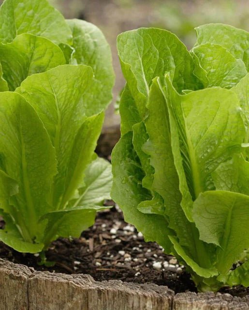 Lettuce - Winter Density 300 Seed Packet - Indoor Farmer