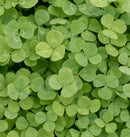 Micro Clover Seed Raw West Coast Seeds 100g - Indoor Farmer