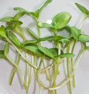 Microgreen Organic Sunflower Seeds 100g - Indoor Farmer