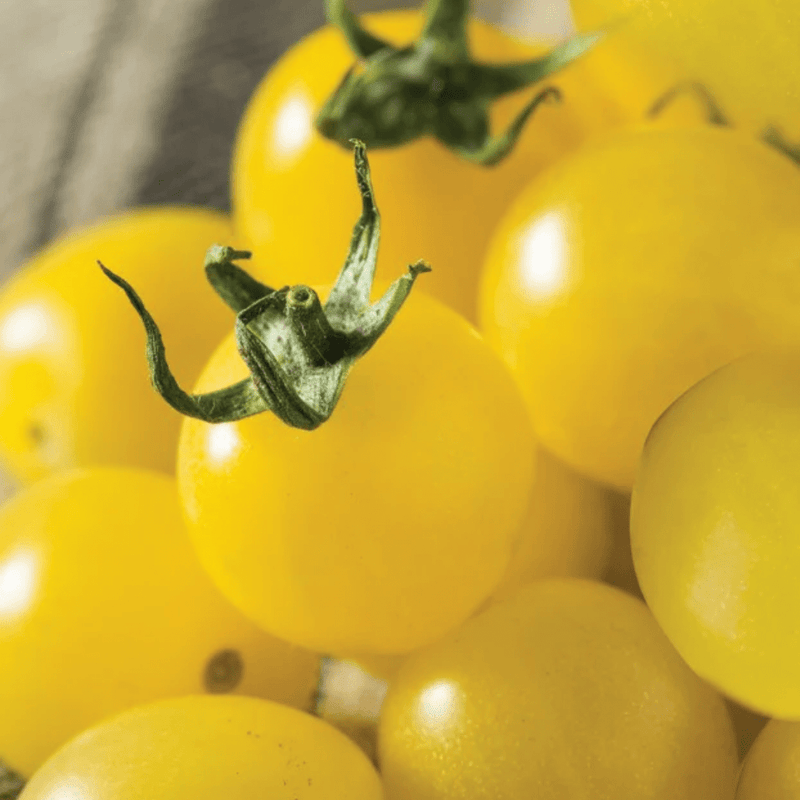 Napa Chardonnay Tomato Seeds Approx. 20 - 25 seeds - Indoor Farmer