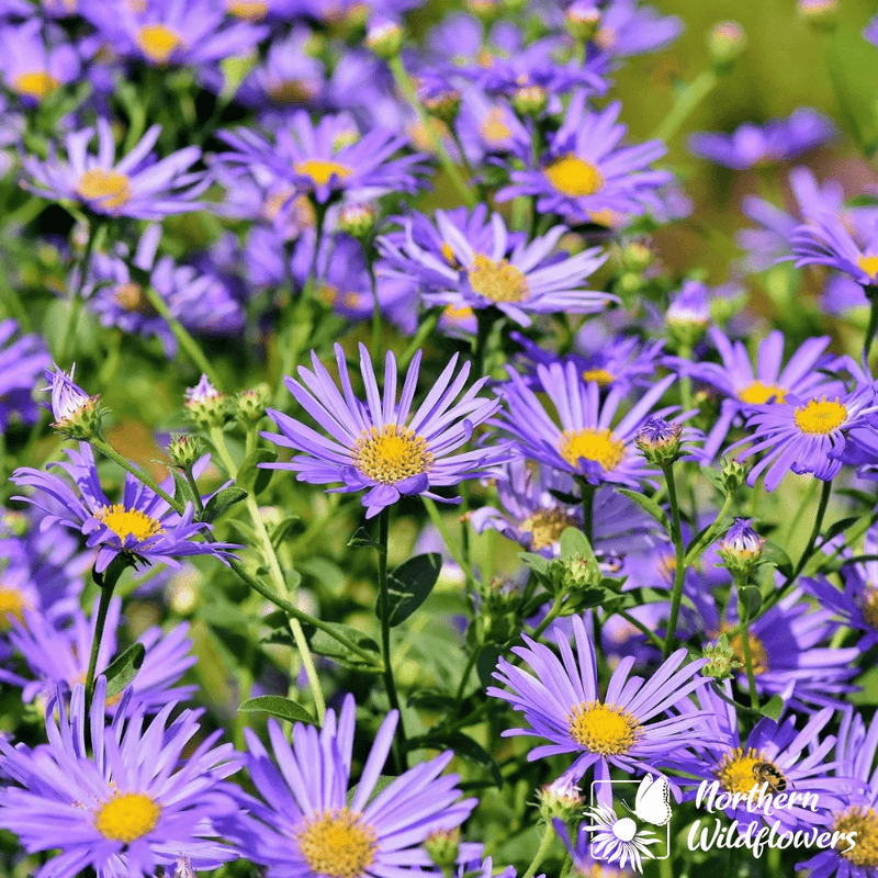 New England Aster Seeds Approx. 200+ seeds - Indoor Farmer