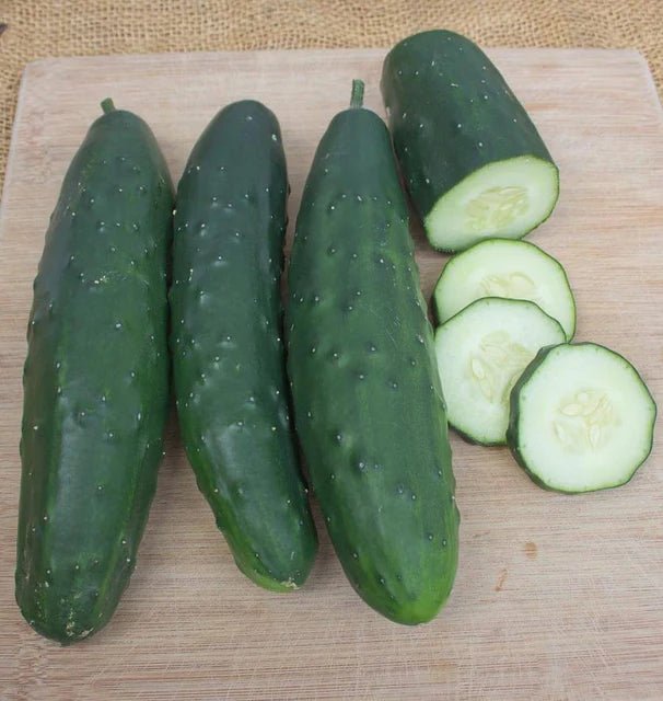 Olympian Cucumber Seeds 1g (Approx. 40 seeds) - Indoor Farmer