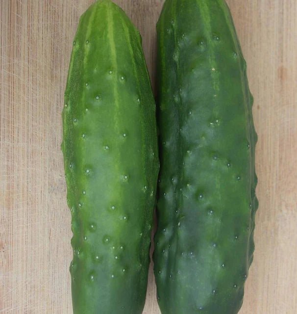 Olympian Cucumber Seeds 1g (Approx. 40 seeds) - Indoor Farmer