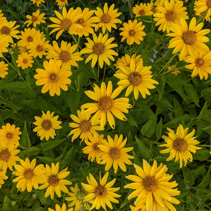 Oxeye Sunflower Seeds Approx. 40 seeds - Indoor Farmer