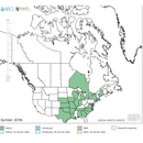 Pale Purple Coneflower Seeds Approx. 50 seeds - Indoor Farmer