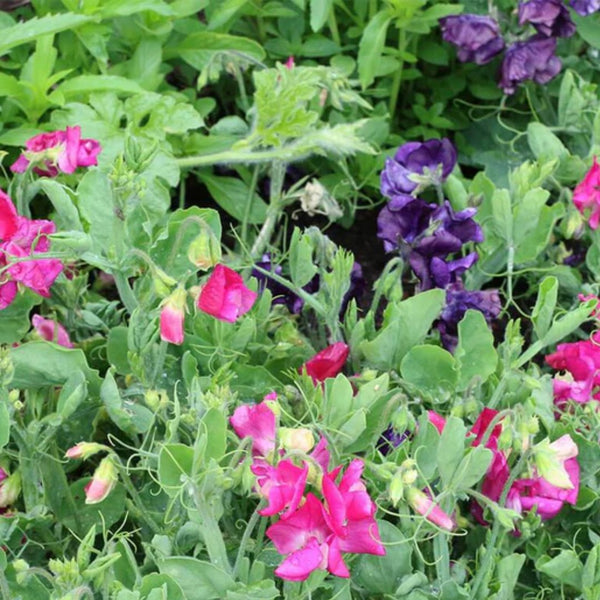 Patio Mix Sweet Pea Seeds 3g (Approx. 36 seeds) - Indoor Farmer