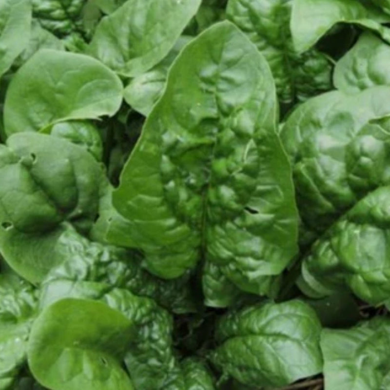 Popeye Spinach Seeds 200 Seed Packet - Indoor Farmer