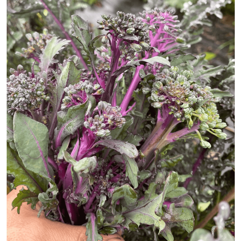 Purple Peacock Broccoli Seeds Approx. 100 seeds - Indoor Farmer