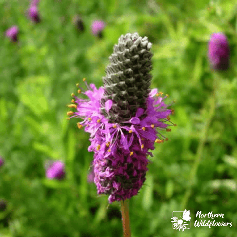 Purple Prairie Clover Seeds Approx. 125 seeds - Indoor Farmer