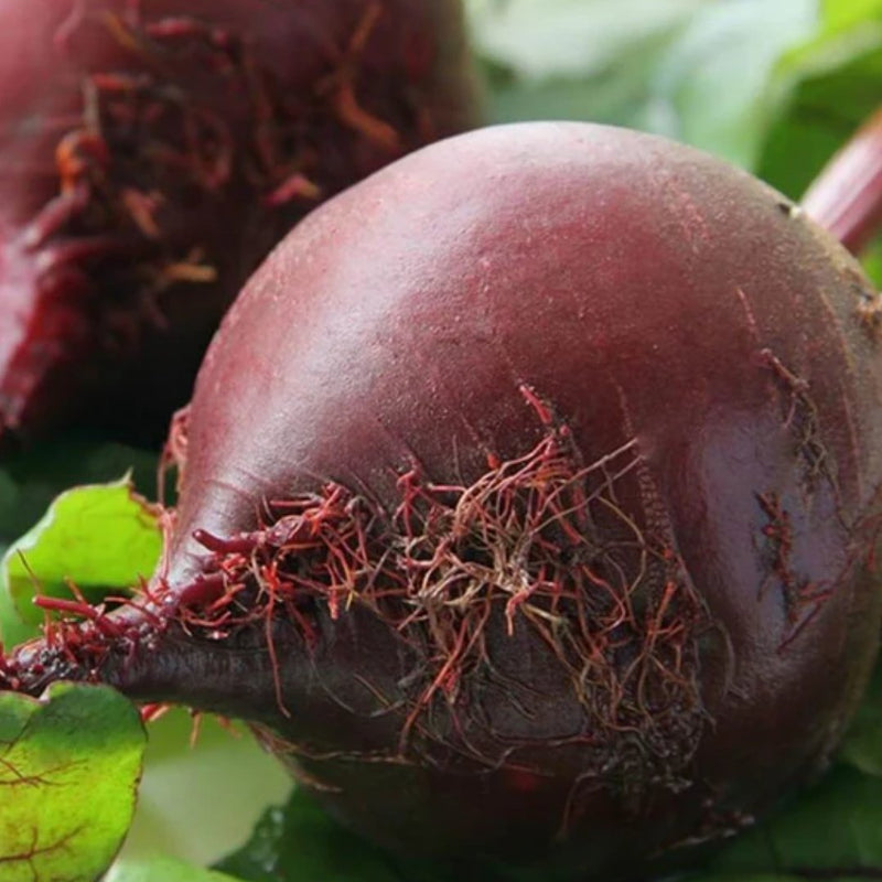 Red Ace Beet Seeds Approx 200 seeds - Indoor Farmer