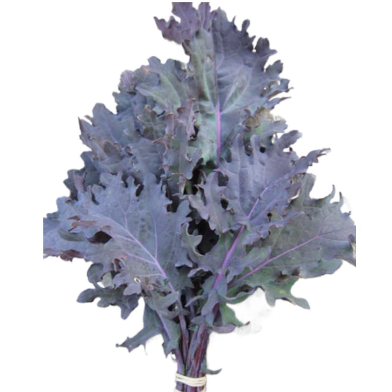 Red Russian Kale Seeds 150 Seed Packet - Indoor Farmer