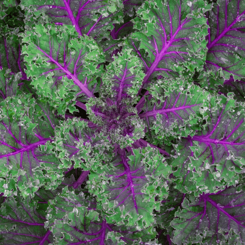 Red Russian Kale Seeds Approx. 200 seeds - Indoor Farmer