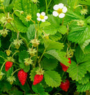 Regina Strawberry Seeds 0.25g(Approx. 790 seeds) - Indoor Farmer